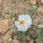 Helianthemum apenninum Flower