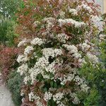 Photinia × fraseri Habit