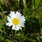 Leucanthemum vulgareফুল