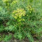Euphorbia palustris Flower