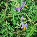 Solanum citrullifolium 葉