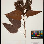 Bauhinia guianensis List