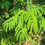 Caesalpinia pluviosa Leaf