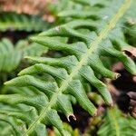 Blechnum spicant Hostoa