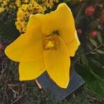 Tulipa sylvestris പുഷ്പം