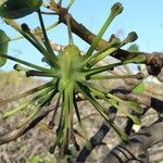 Uncarina stellulifera Fruit