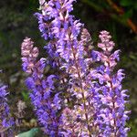 Salvia nemorosa Flor