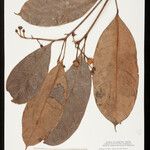 Dodecastigma amazonicum Fruct
