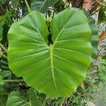 Philodendron giganteumFuelha