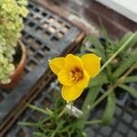 Zephyranthes tubispatha Blüte