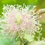 Archirhodomyrtus baladensis Flower