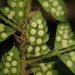 Polystichum sinense Fruto