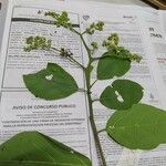 Cordia dentata Φύλλο