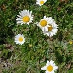 Leucanthemum heterophyllum 花