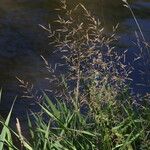 Agrostis gigantea Flower