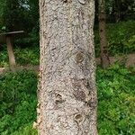 Pinus heldreichii Casca