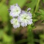Phacelia purshii Λουλούδι