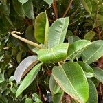 Ficus elastica برگ