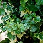 Hedera algeriensis Лист