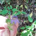 Penstemon linarioides Flor