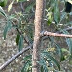 Pyrus salicifolia Bark