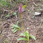 Orchis spitzelii Fiore