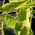 Saururus cernuus Leaf