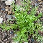 Anthemis arvensis Habit