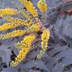 Berberis japonica Цвят