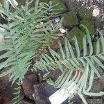 Pteris vittataBlad