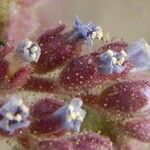 Phacelia coerulea Flower
