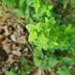 Hypericum mutilum Leaf