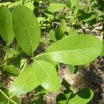 Tabebuia pallida Blatt