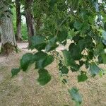 Tilia cordata葉