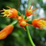 Gurania makoyana Flower