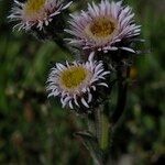 Erigeron atticus फूल