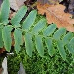 Polystichum acrostichoides ഇല