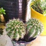 Echinopsis eyriesii Листок