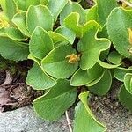 Salix herbacea Leaf