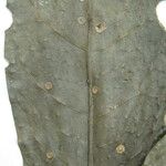 Neea floribunda Other