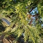 Calocedrus decurrens Leht