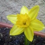 Narcissus pseudonarcissusЦвят