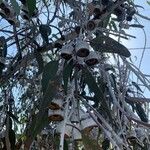 Eucalyptus caesia 叶