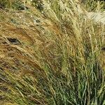 Achnatherum calamagrostis Blomst