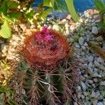 Melocactus intortus Flower