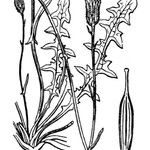 Crepis bellidifolia Arall