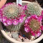 Mammillaria zeilmanniana Leaf