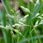 Poa pratensis Traoù all