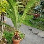 Cycas revoluta Habitus