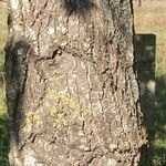 Alnus glutinosa Ŝelo